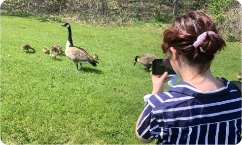 Taking a Picture of Gaggle of Geese